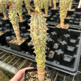 Euphorbia bergeri