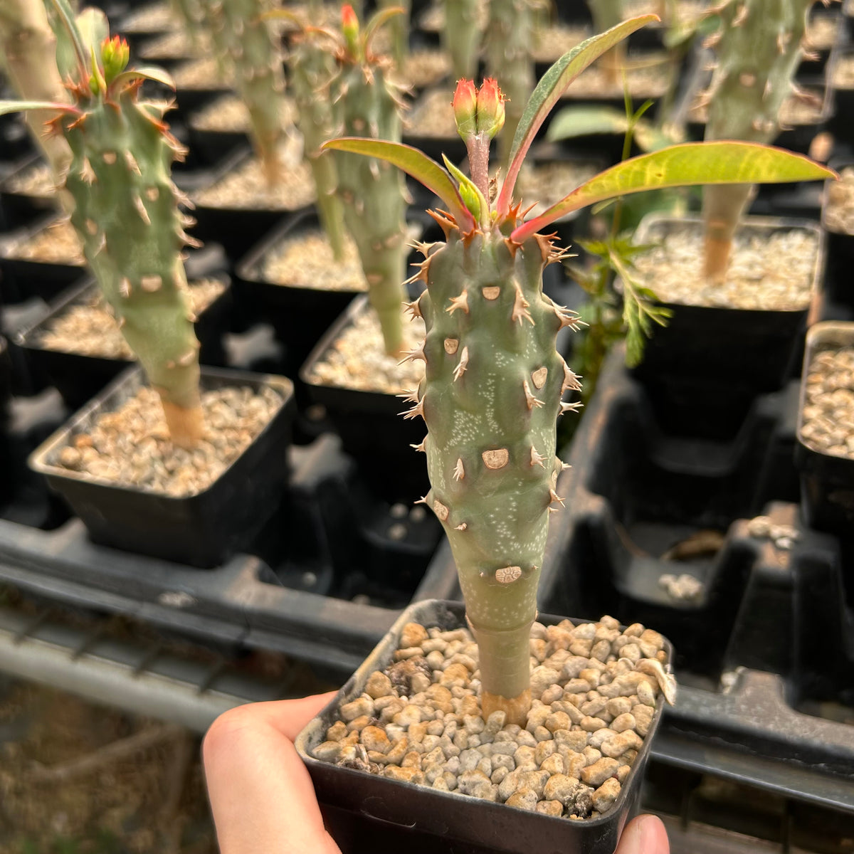 Euphorbia viguieri-Euphorbia-H10cm&H20CM-image-2