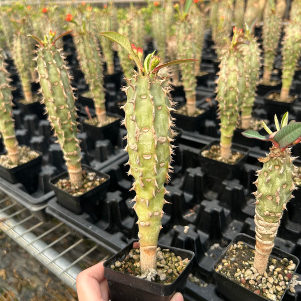 Euphorbia viguieri-Euphorbia-H10cm&H20CM-image-7