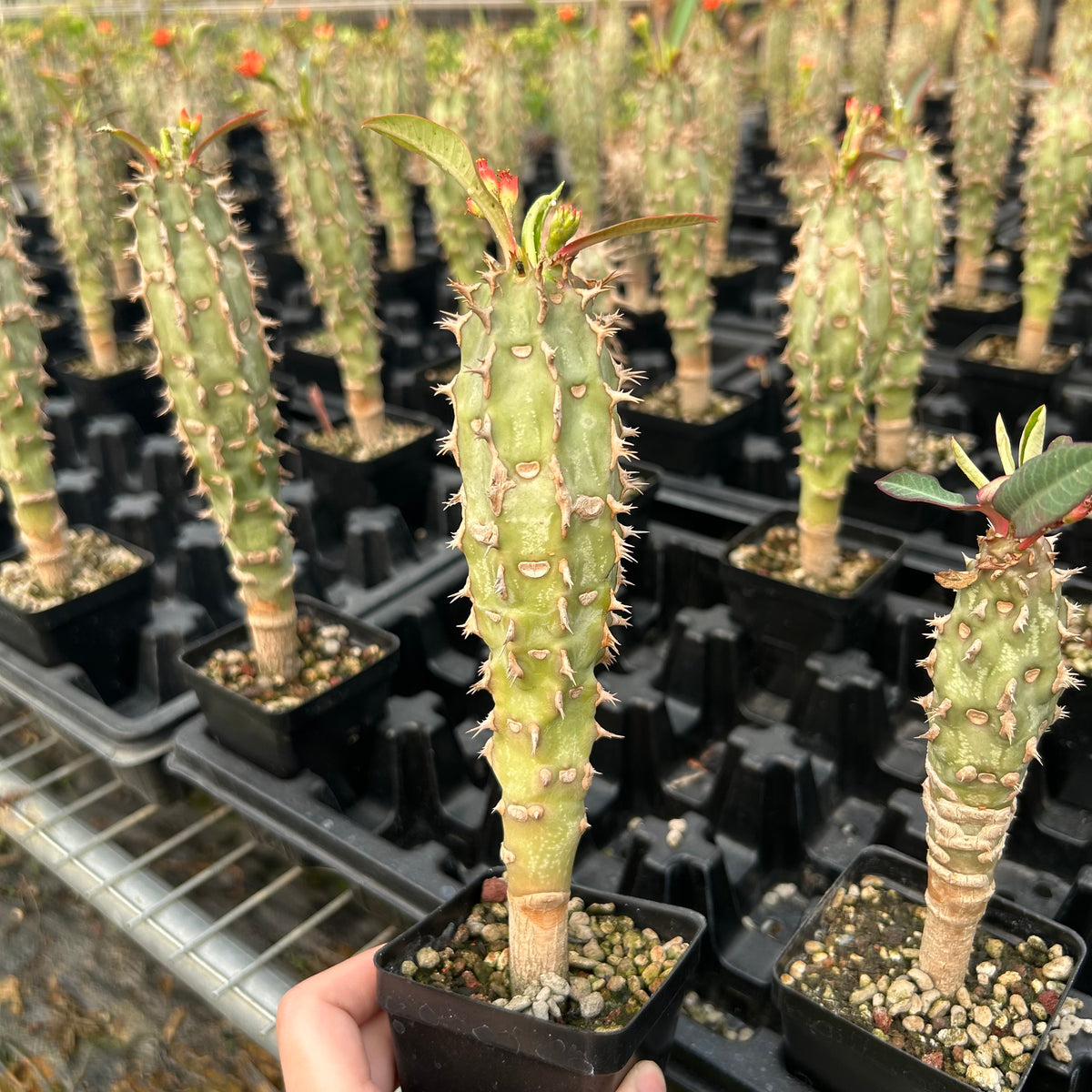 Euphorbia bergeri