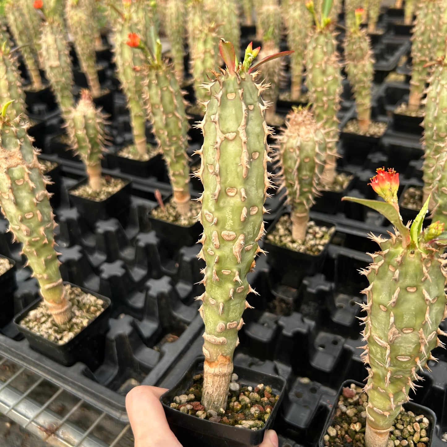 Euphorbia viguieri | Seed-grown | H20cm