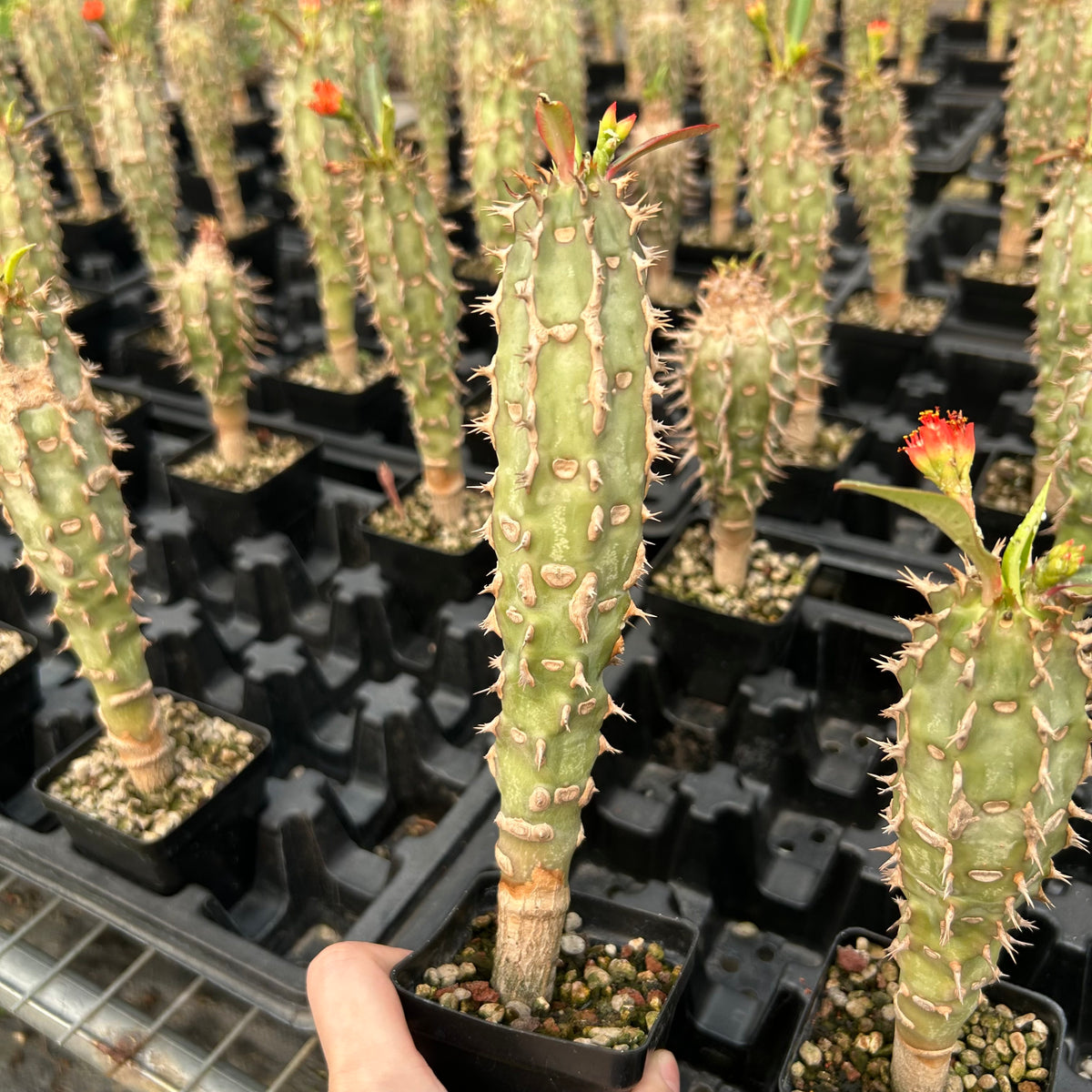 Euphorbia viguieri-Euphorbia-H10cm&H20CM-image-6
