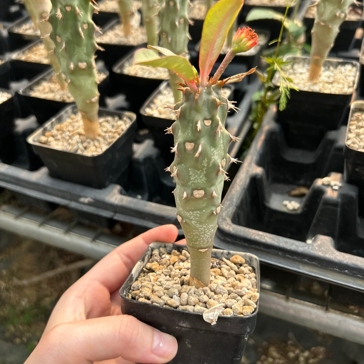 Euphorbia viguieri-Euphorbia-H10cm&H20CM-image-3