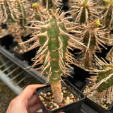 Euphorbia viguieri var. capuroniana-Euphorbia-H10cm-image-3