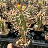 Euphorbia viguieri var. capuroniana-Euphorbia-H10cm-image-2