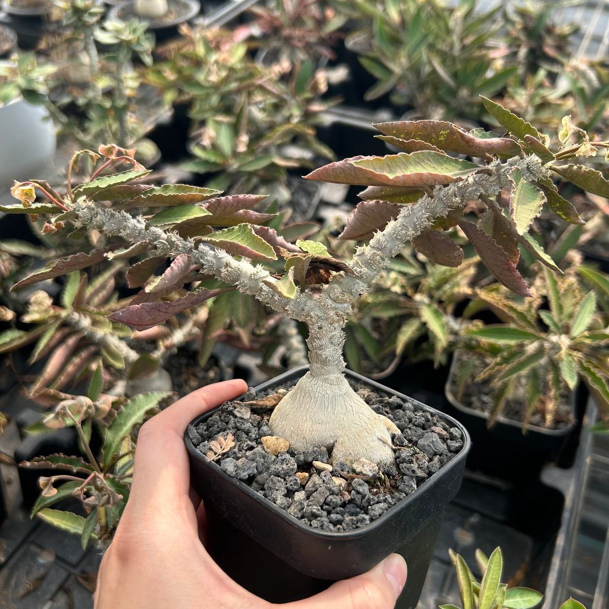 Euphorbia waringiae - BotanicalCollector