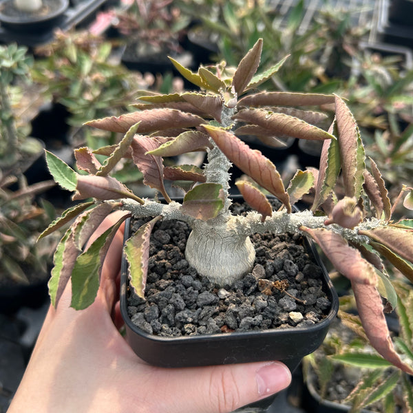 Euphorbia waringiae - BotanicalCollector