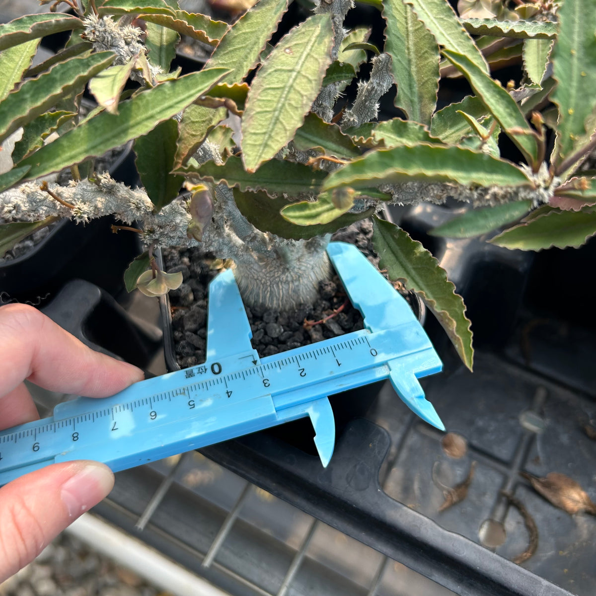 Euphorbia waringiae - BotanicalCollector