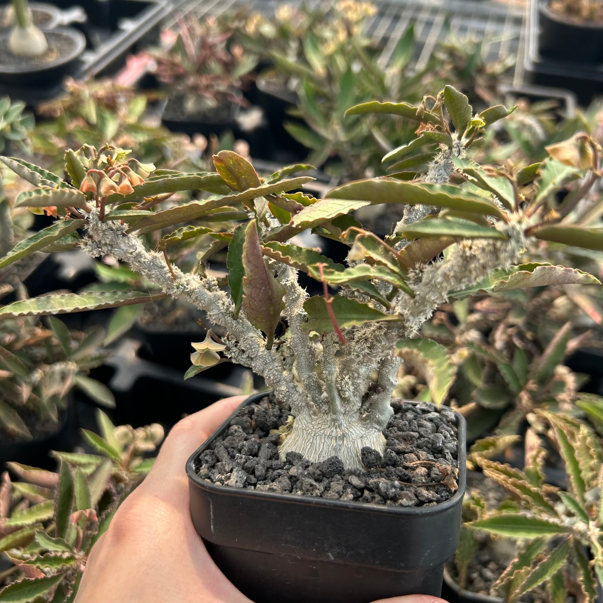 Euphorbia waringiae - BotanicalCollector