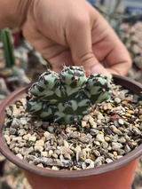 (Crested) Euphorbia horwoodii - BotanicalCollector