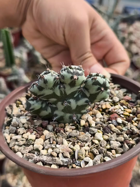 (Fasciated) Euphorbia horwoodii | Rooted Cutting | W4-6CM
