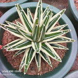 Agave victoriae-reginae 'White Rhino'