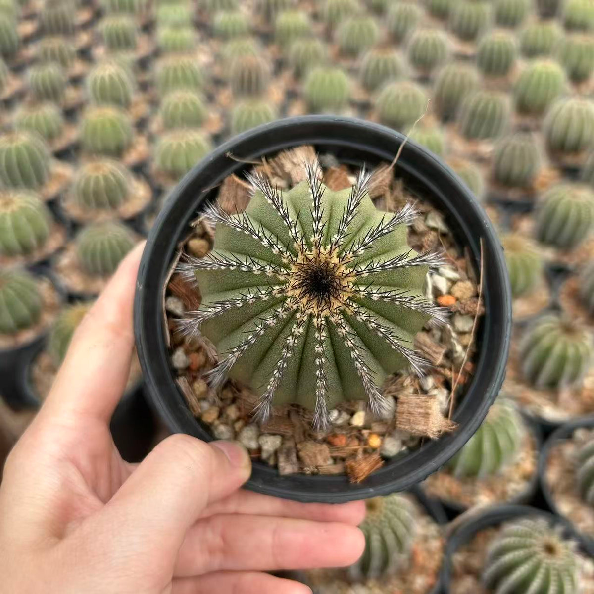 Uebelmannia pectinifera — Same Size Shipped, W6.5cm, Offset