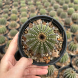 Uebelmannia pectinifera — Same Size Shipped, W6.5cm, Offset