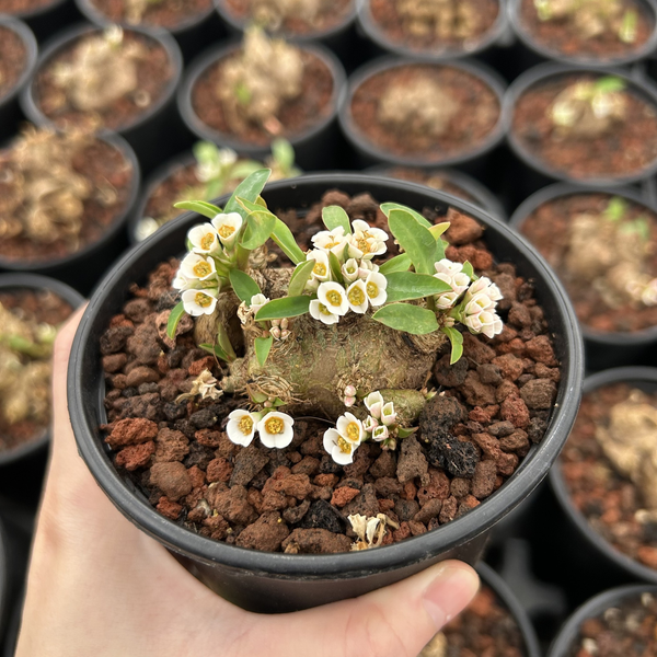 Euphorbia itremensis