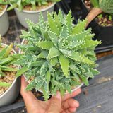 Aloe brevifolia