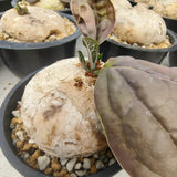 Adenia ovata