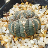 Euphorbia obesa