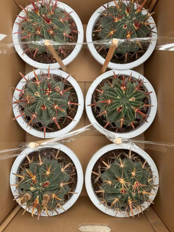 Ferocactus latispinus 6Pcs
