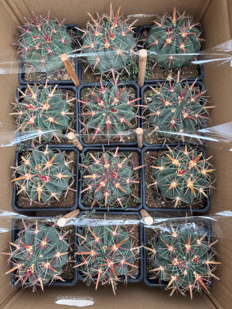 Ferocactus latispinus 6Pcs