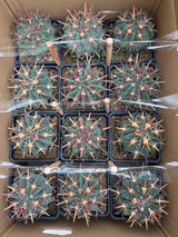 Ferocactus latispinus 6Pcs