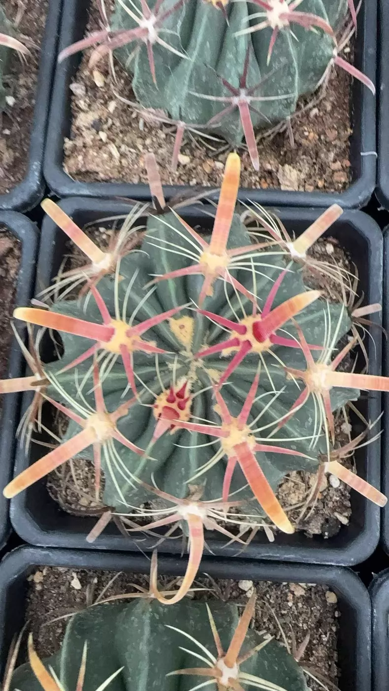 Ferocactus latispinus 6Pcs
