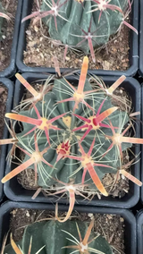 Ferocactus latispinus 6Pcs