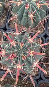 Ferocactus latispinus 6Pcs