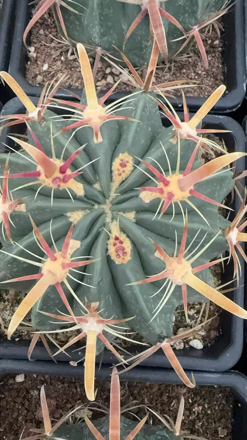 Ferocactus latispinus 6Pcs