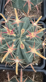 Ferocactus latispinus 6Pcs