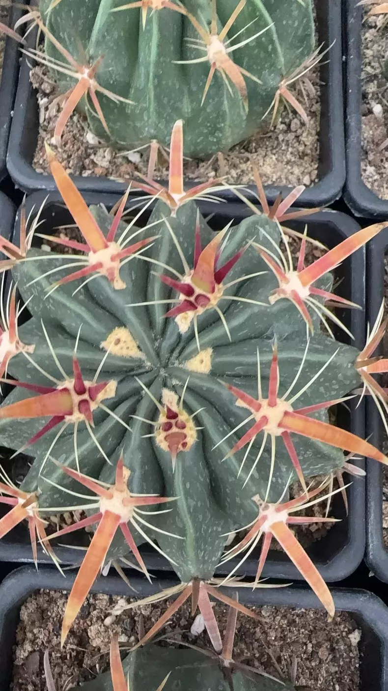 Ferocactus latispinus 6Pcs