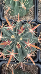 Ferocactus latispinus 6Pcs