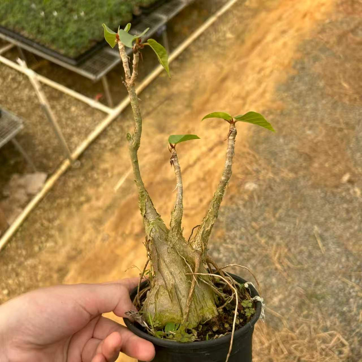 Ficus palmeri - BotanicalCollector