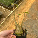 Ficus palmeri - BotanicalCollector