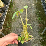 Ficus palmeri - BotanicalCollector