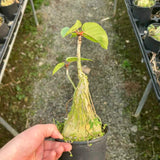 Ficus palmeri - BotanicalCollector
