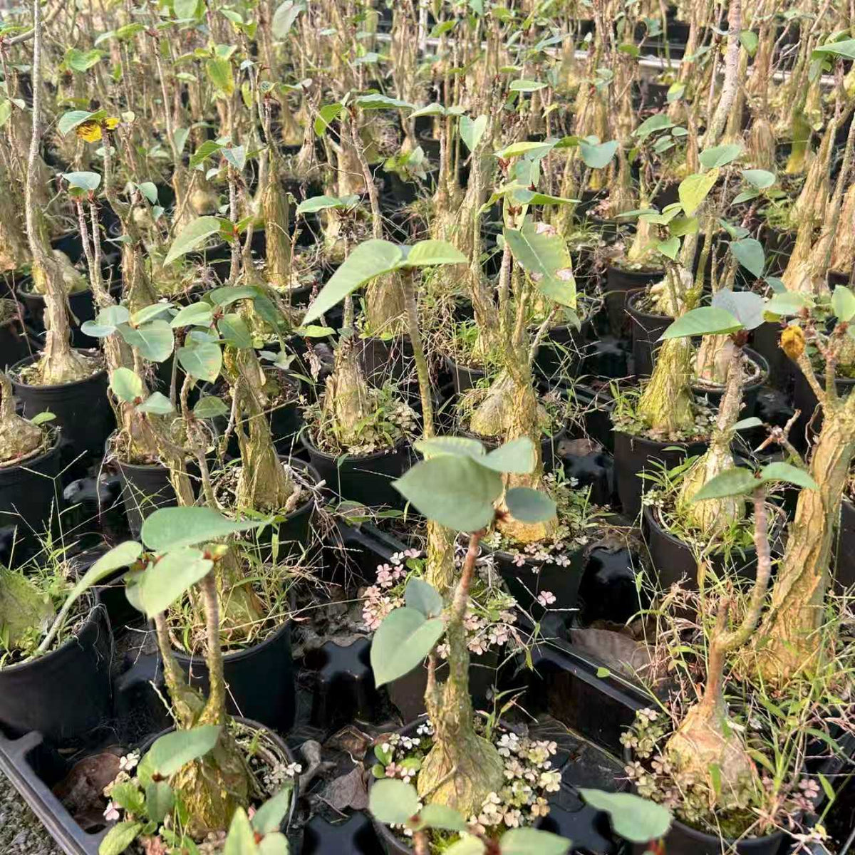 Ficus palmeri - BotanicalCollector