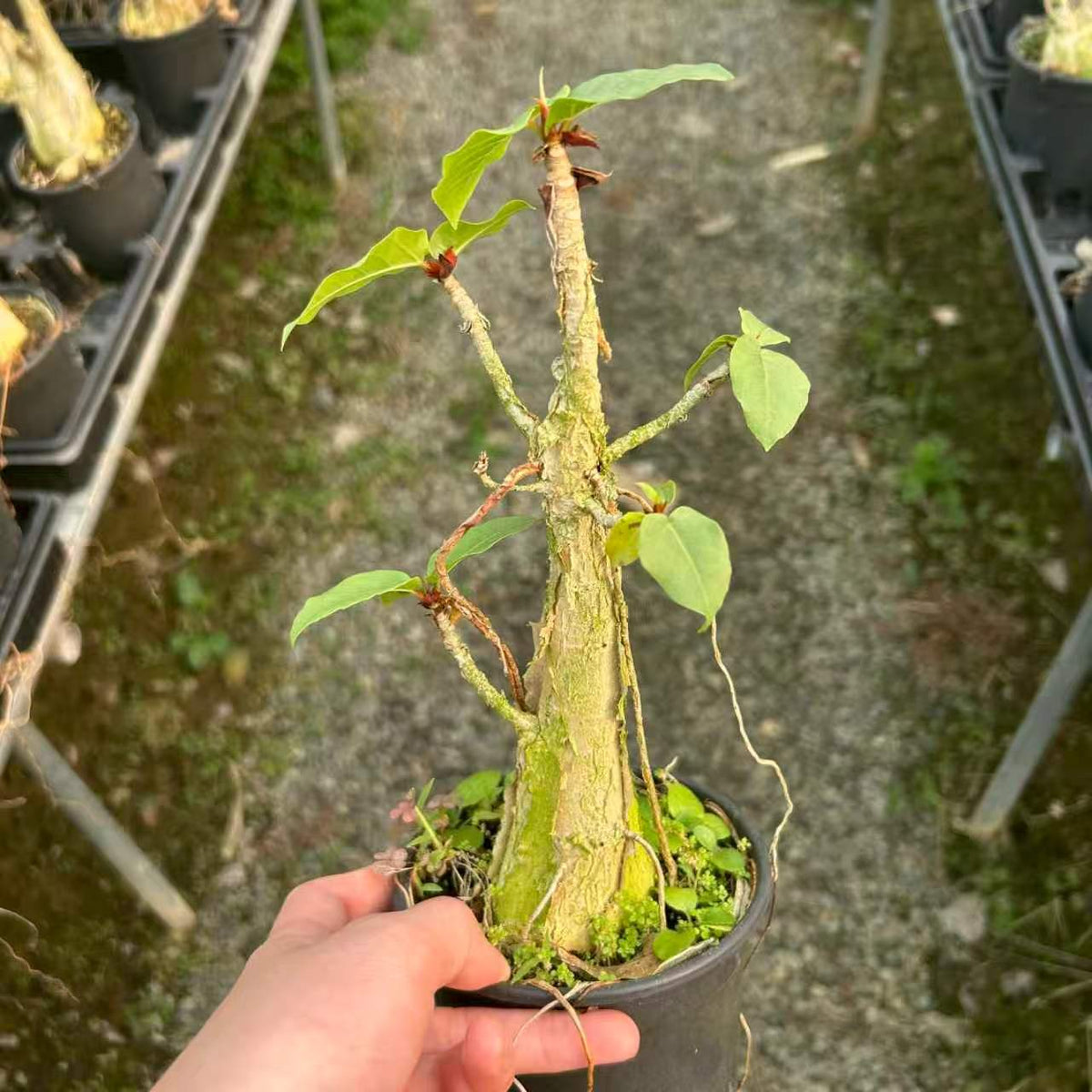 Ficus palmeri - BotanicalCollector