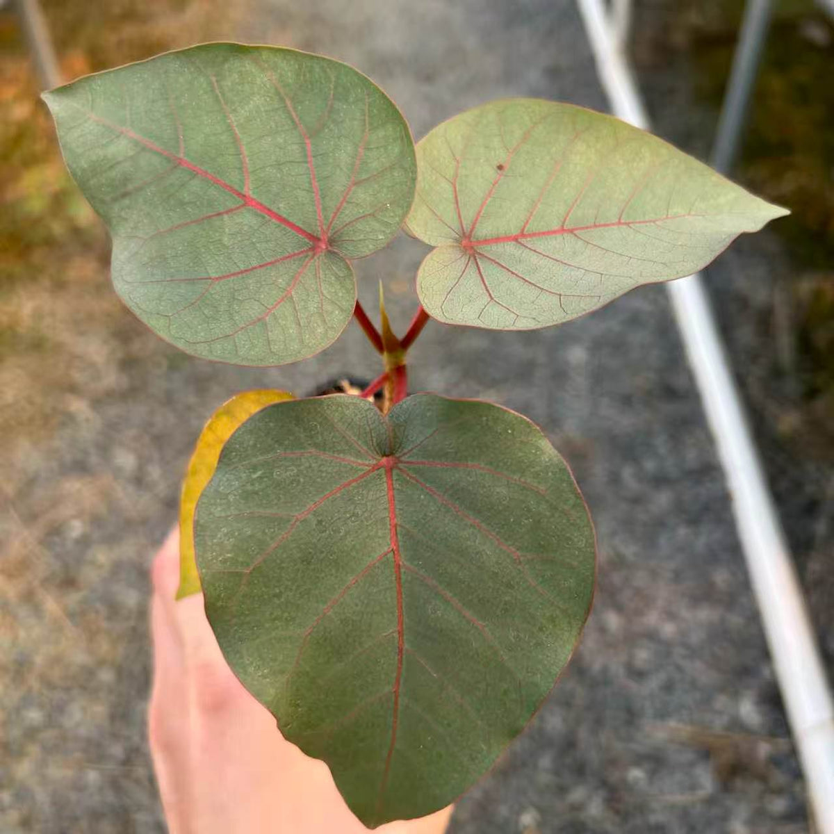 Ficus petiolaris-Ficus-H5cm-image-6