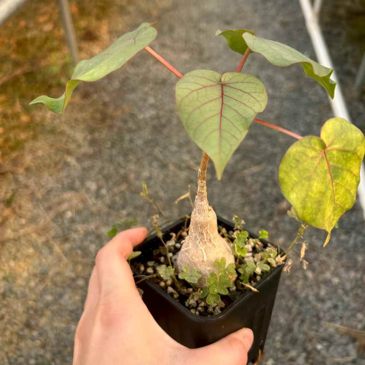 Ficus petiolaris-Ficus-H5cm-image-2