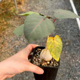 Ficus petiolaris-Ficus-H5cm-image-3