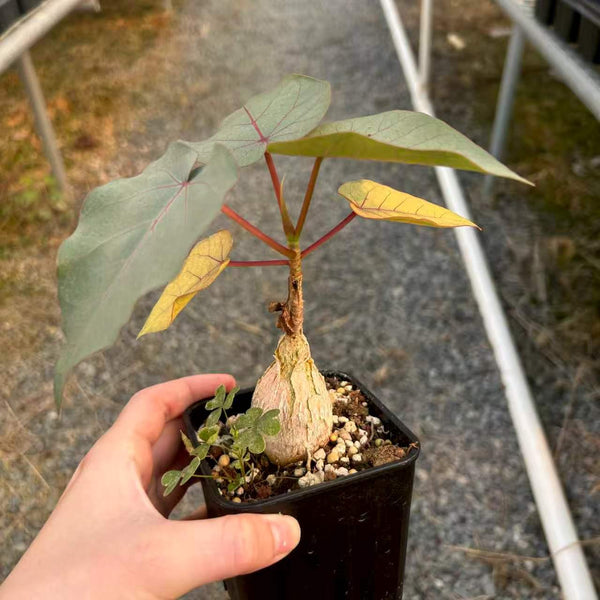 Ficus petiolaris - BotanicalCollector