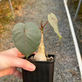 Ficus petiolaris-Ficus-H5cm-image-5