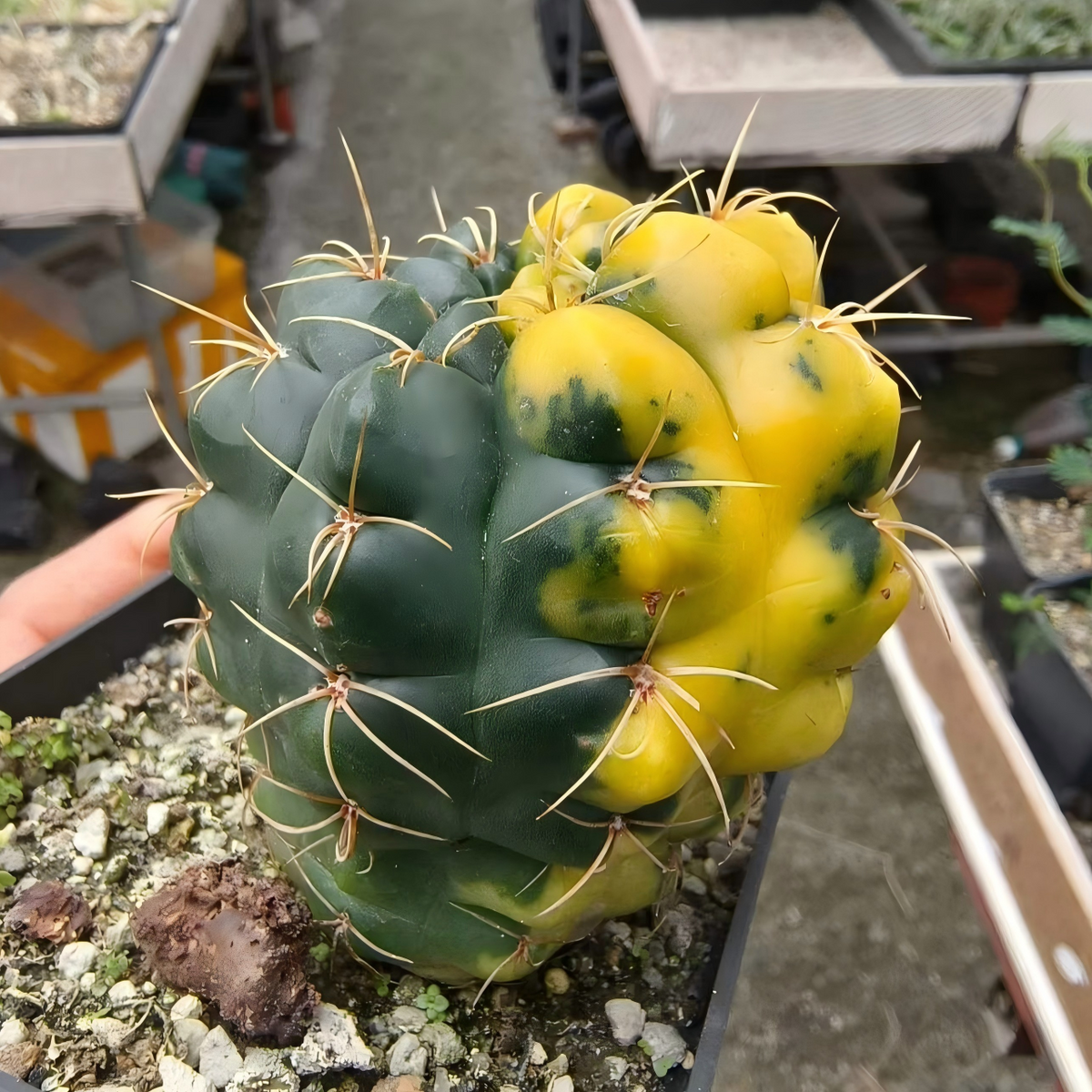 Gymnocalycium   denudatum 'Variegata'