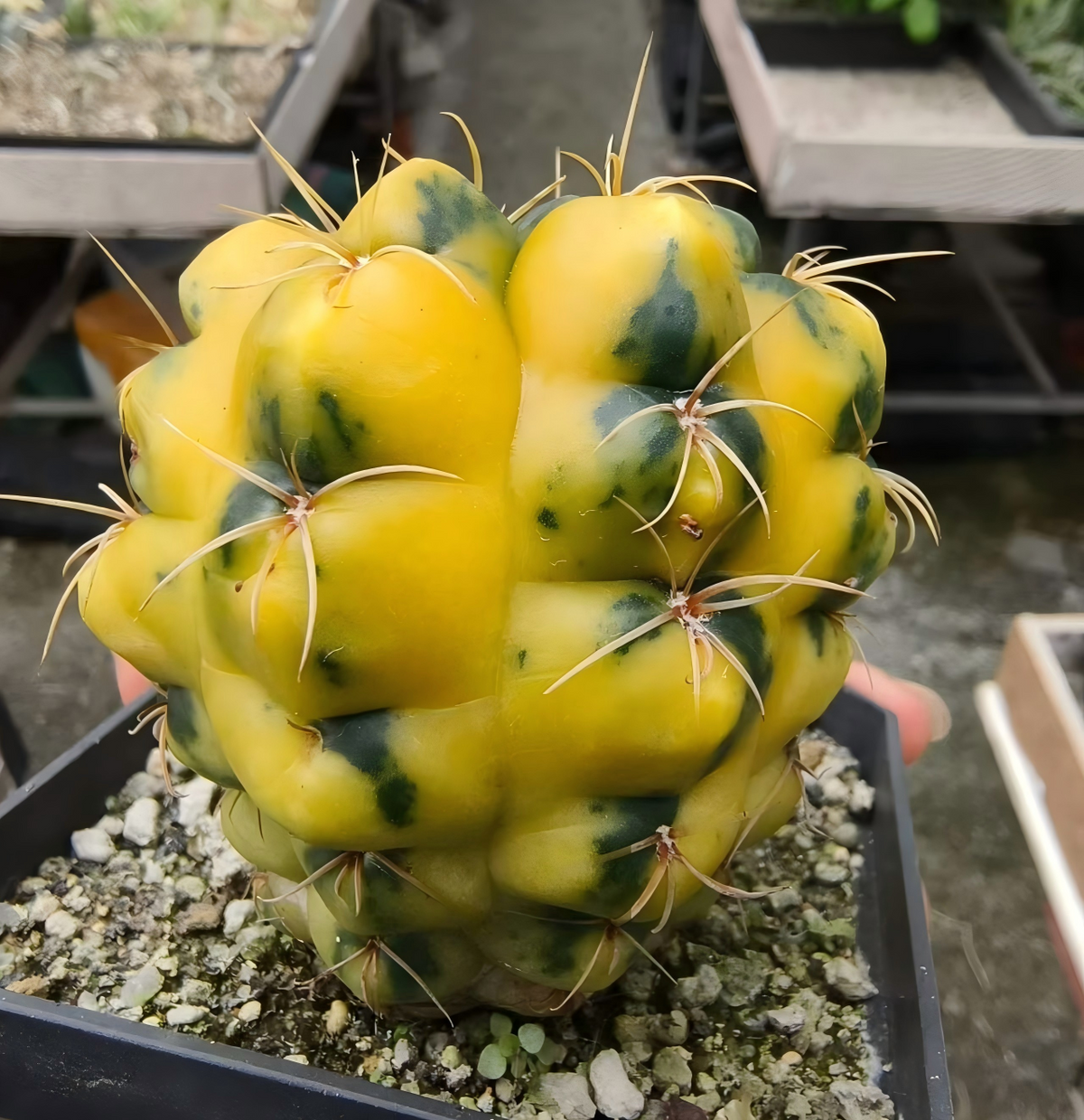 Gymnocalycium   denudatum 'Variegata'