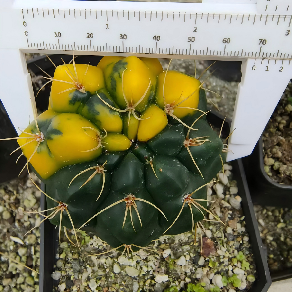 Gymnocalycium   denudatum 'Variegata'