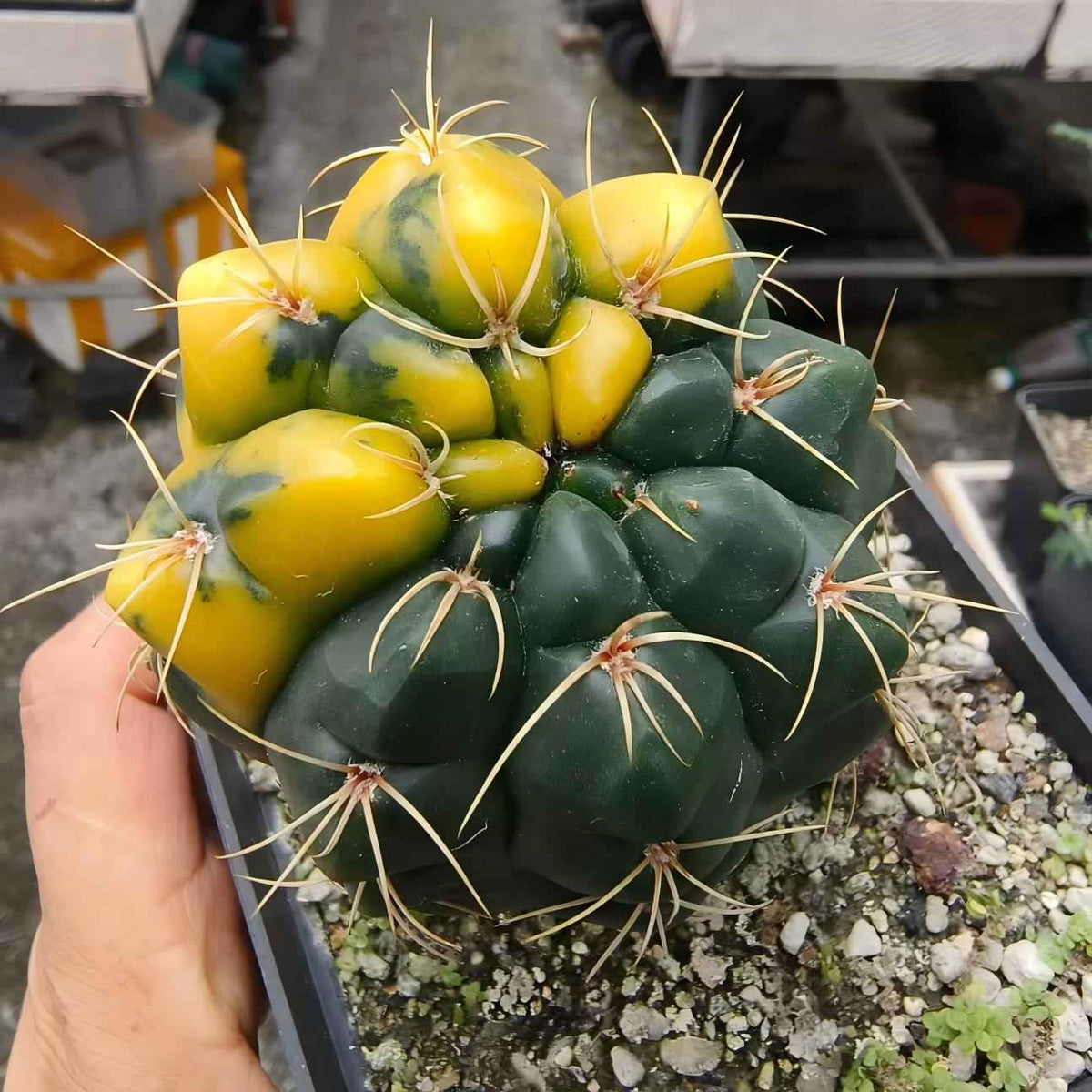 Variegated Gymnocalycium paraguayense