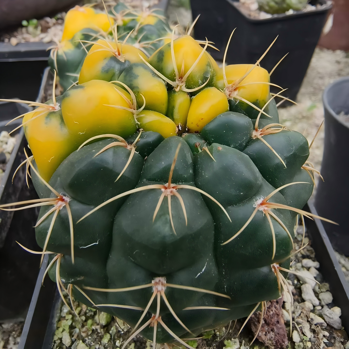 Variegated Gymnocalycium paraguayense