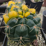 Variegated Gymnocalycium paraguayense