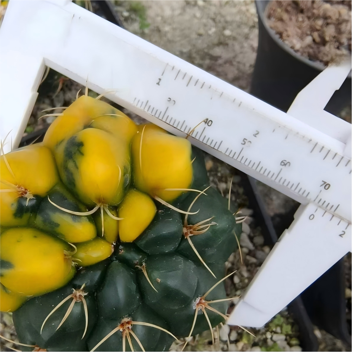 Gymnocalycium   denudatum 'Variegata'
